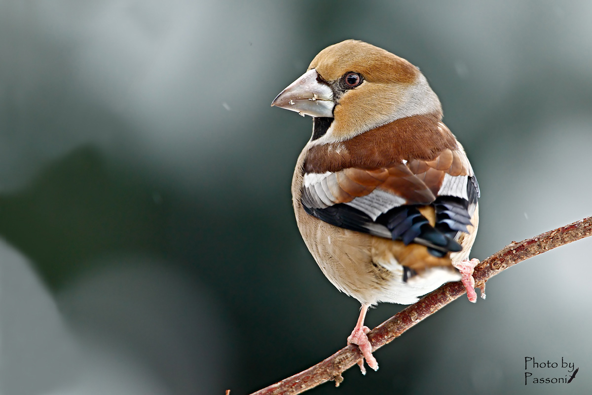 Frosone (Coccothraustes coccothraustes), femmina